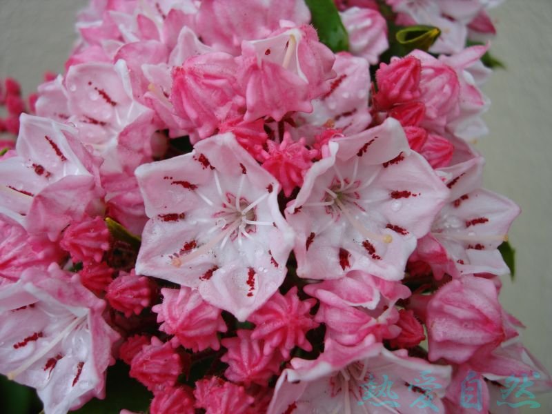 カルミア 花 言葉 花名から花言葉まで カルミアに含まれる意味6つ カルミアで春を鮮やかに Luismiguel Pt